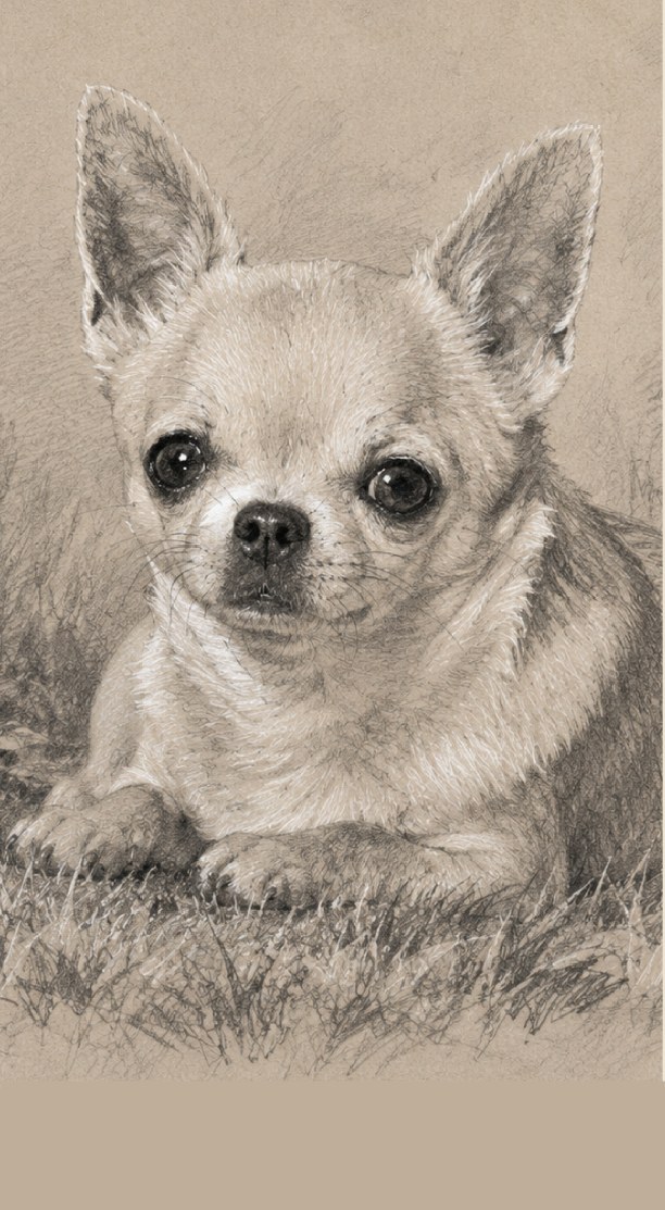 Pencil drawing of a chihuahua