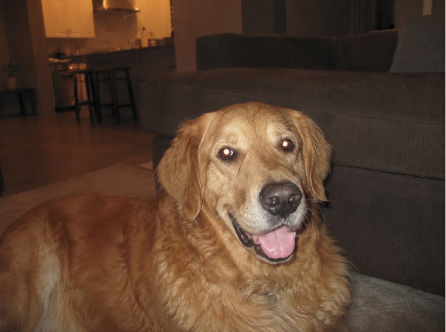 A casual indoor photograph of a golden retriever, taken with a phone camera.